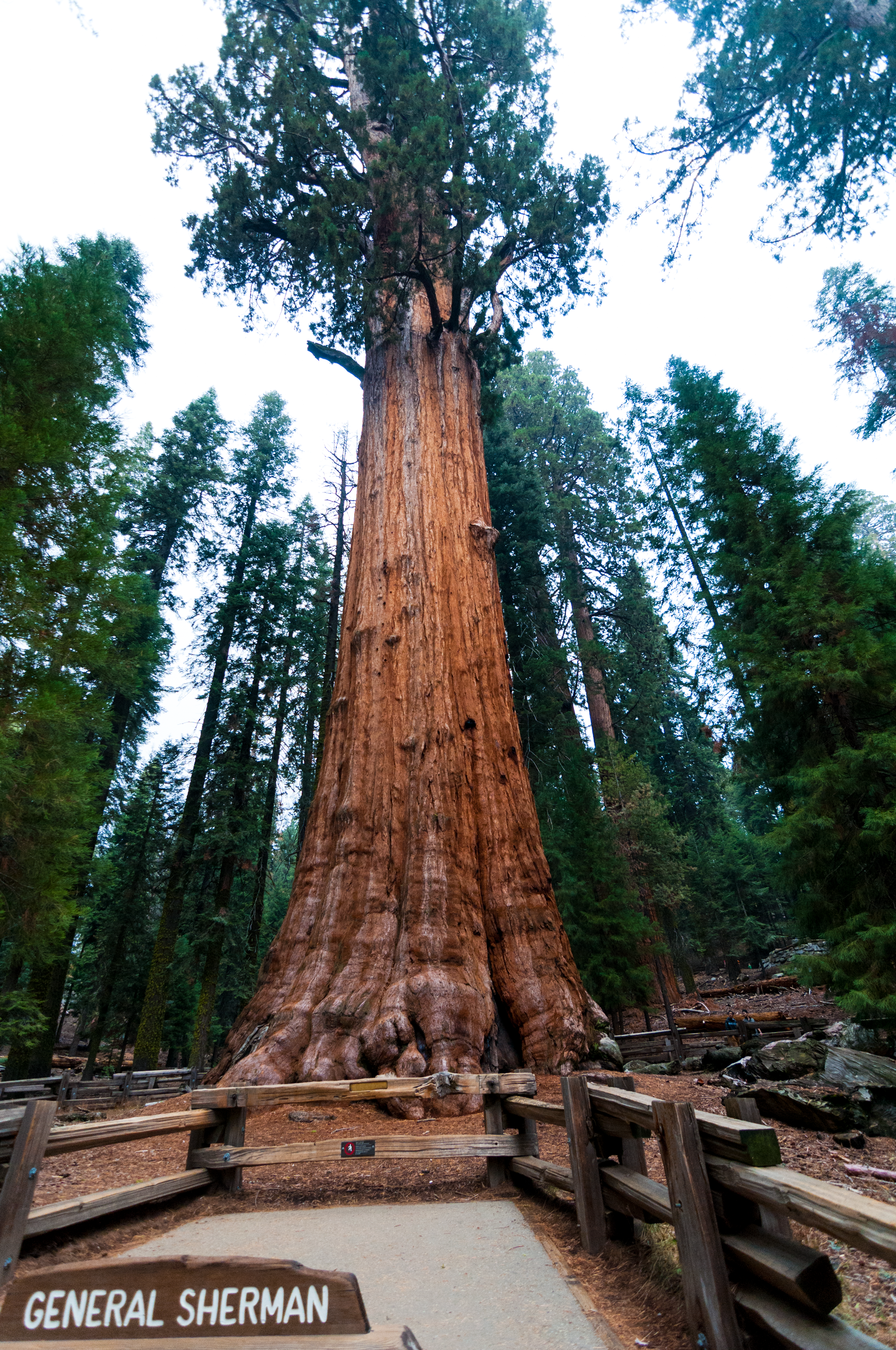 General Sherman. So tall even my wide angle lens had a hard time capturing it! 